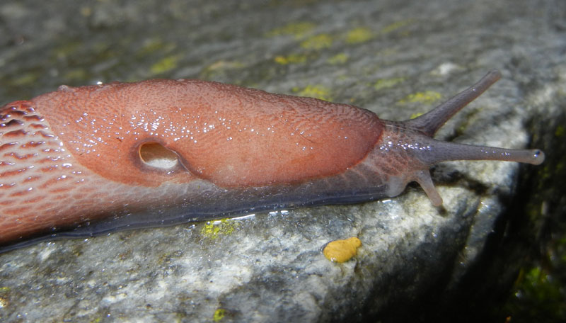 Un Limax del dacampi-gruppo del Valle d''Aosta