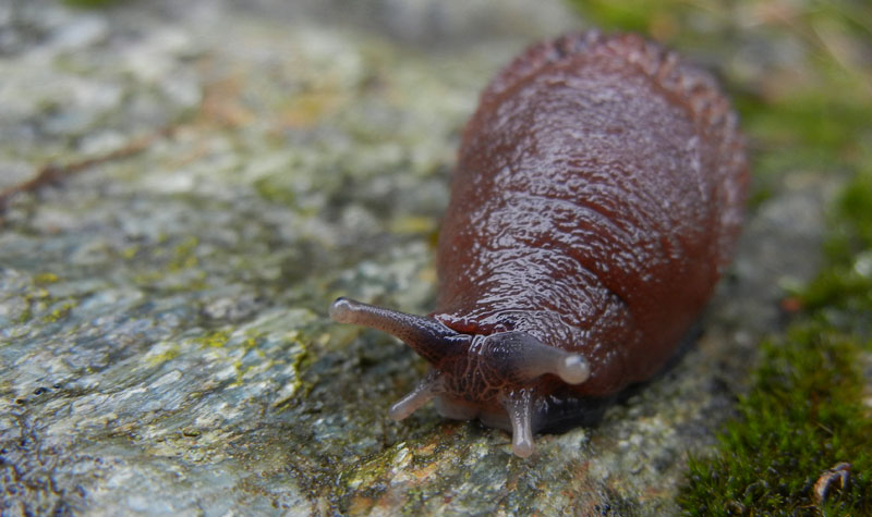 Un Limax del dacampi-gruppo del Valle d''Aosta