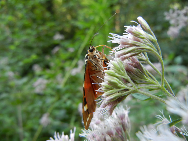 Euplagia quadripunctaria - Erebidae Arctiinae...dal Trentino