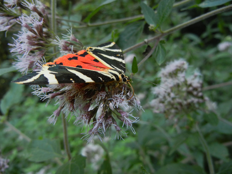 Euplagia quadripunctaria - Erebidae Arctiinae...dal Trentino