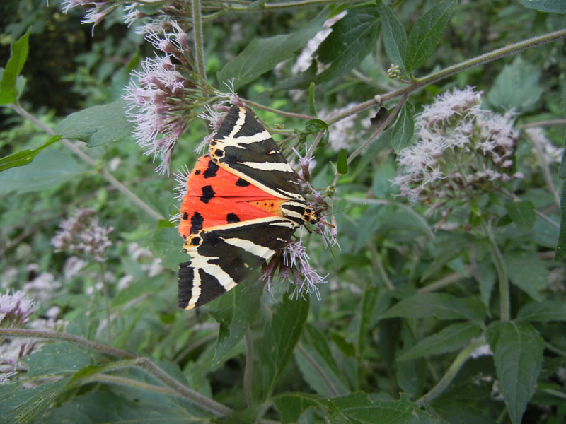 Euplagia quadripunctaria - Erebidae Arctiinae...dal Trentino