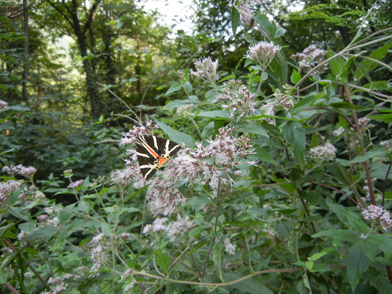 Euplagia quadripunctaria - Erebidae Arctiinae...dal Trentino