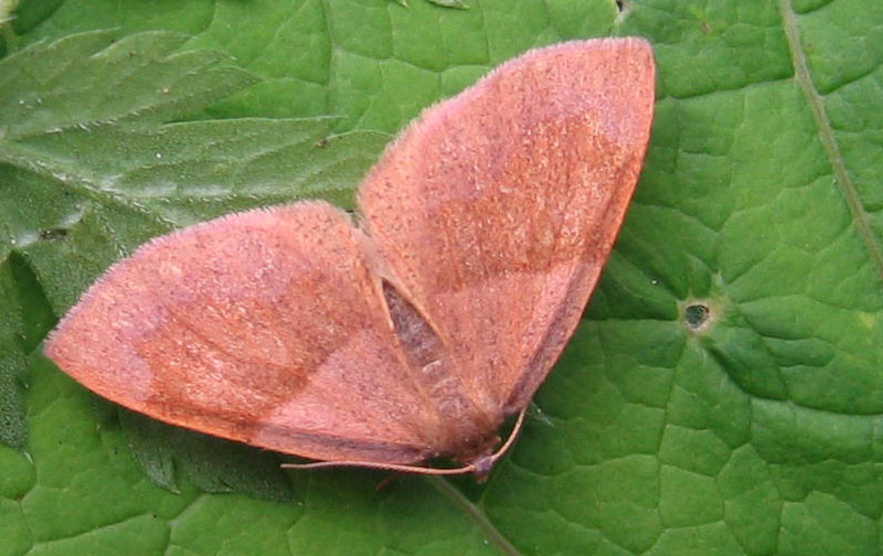 Plagodis pulveraria - Geometridae....dal Trentino Alto Adige