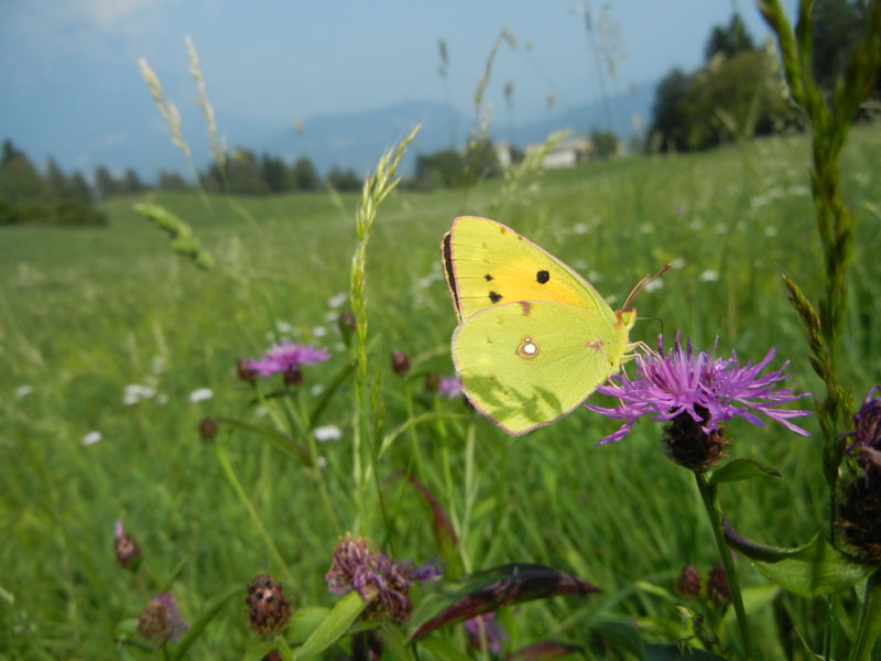 Colias crocea (f.) Pieridae.....dal Trentino