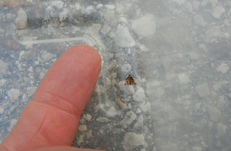 Pancalia leuwenhoekella - Cosmopterigidae.....dal Trentino