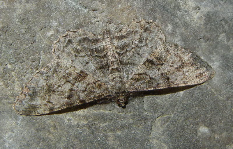 Peribatodes rhomboidaria - Geometridae.......dal Trentino