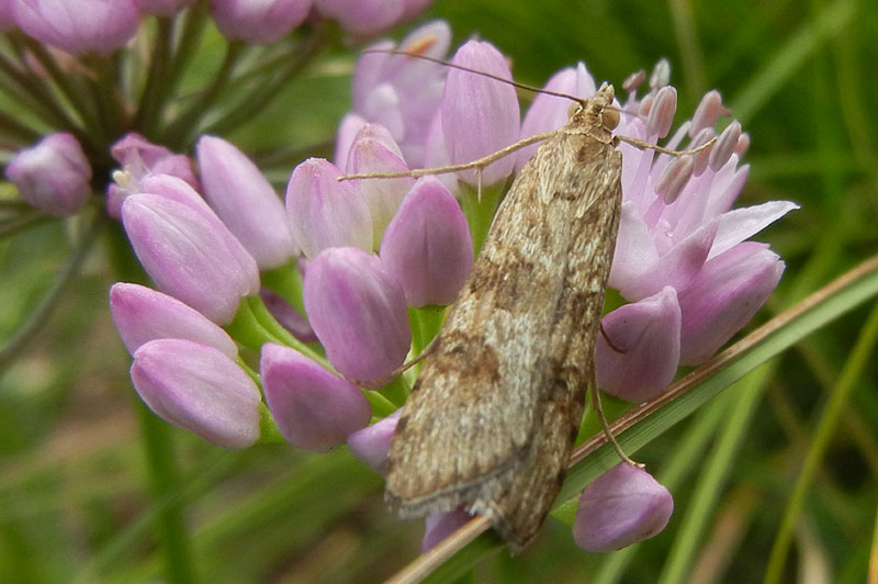 Nomophila noctuella - Crambidae.....dal Trentino