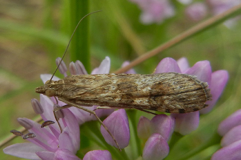 Nomophila noctuella - Crambidae.....dal Trentino