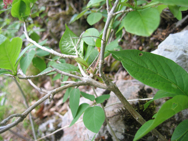 Lonicera alpigena / Madreselva alpina