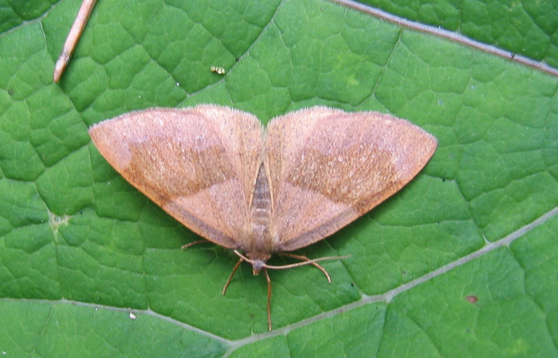 Plagodis pulveraria - Geometridae....dal Trentino Alto Adige