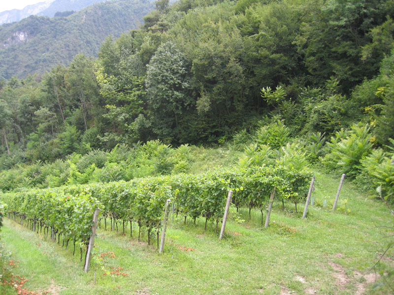 Vanessa atalanta - Nymphalidae........dal Trentino