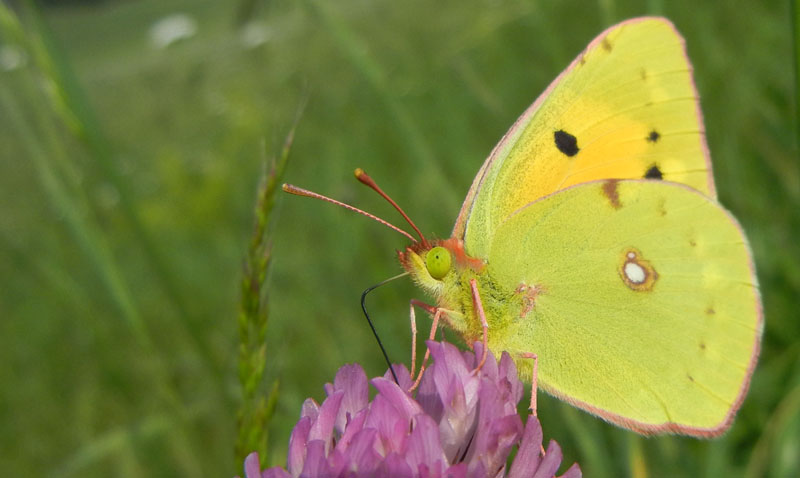 Colias crocea (f.) Pieridae.....dal Trentino