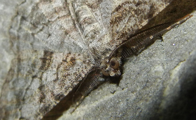 Peribatodes rhomboidaria - Geometridae.......dal Trentino