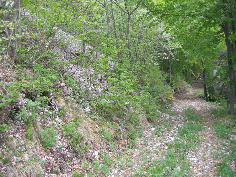 Lonicera alpigena / Madreselva alpina