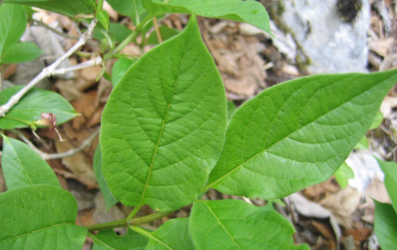Lonicera alpigena / Madreselva alpina
