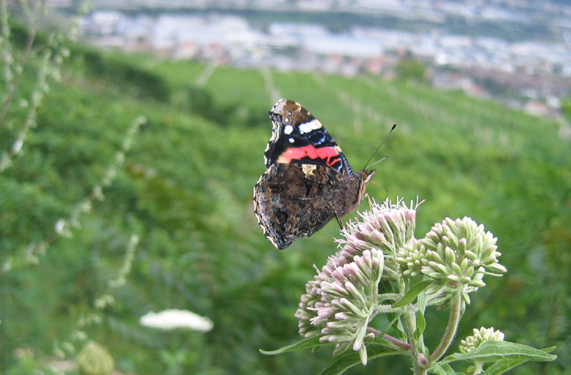 Vanessa atalanta - Nymphalidae........dal Trentino