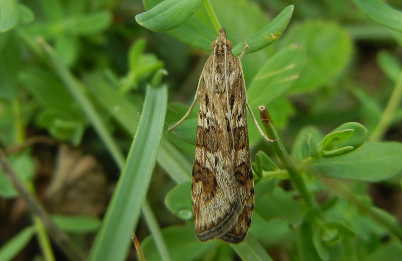 Nomophila noctuella - Crambidae.....dal Trentino