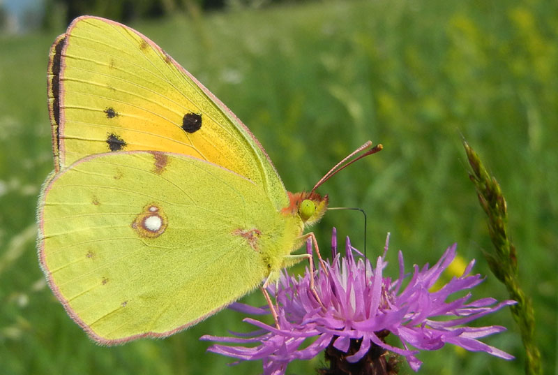 Colias crocea (f.) Pieridae.....dal Trentino