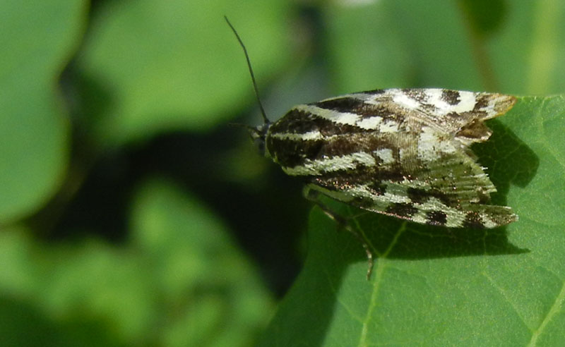 Acontia trabealis - Noctuidae.........dal Trentino