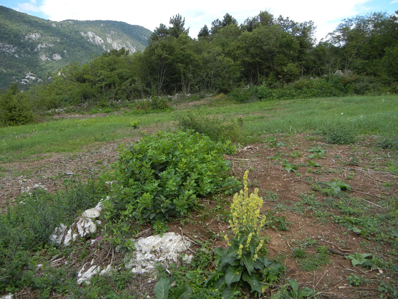 Acontia trabealis - Noctuidae.........dal Trentino