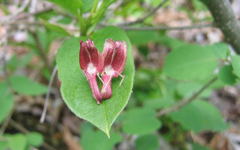 Lonicera alpigena / Madreselva alpina