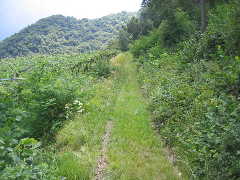 Vanessa atalanta - Nymphalidae........dal Trentino