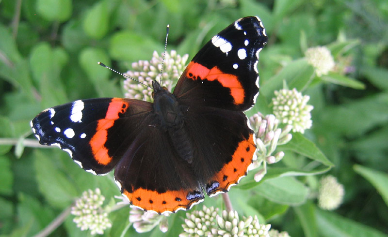 Vanessa atalanta - Nymphalidae........dal Trentino