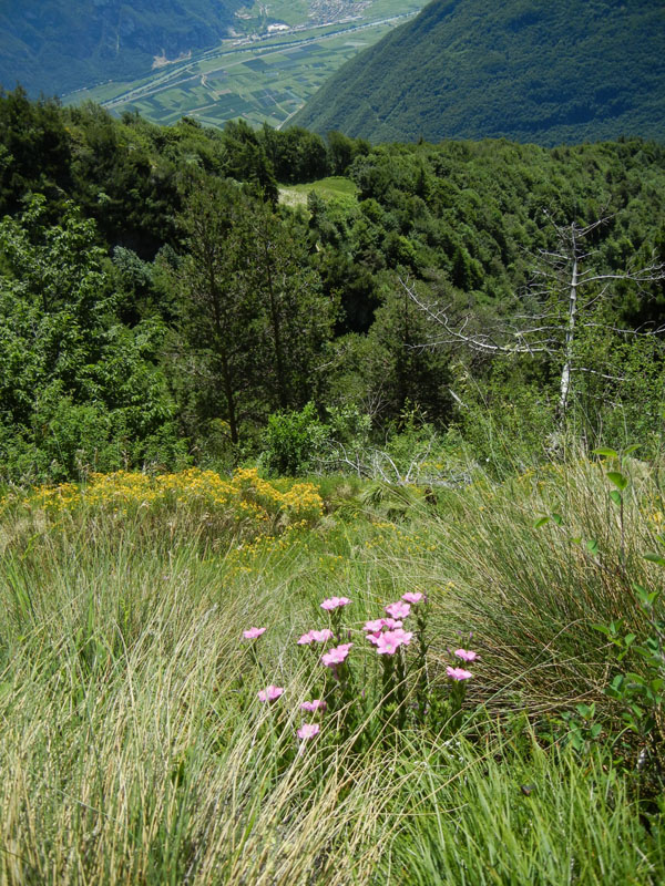 Linum viscosum / Lino malvino