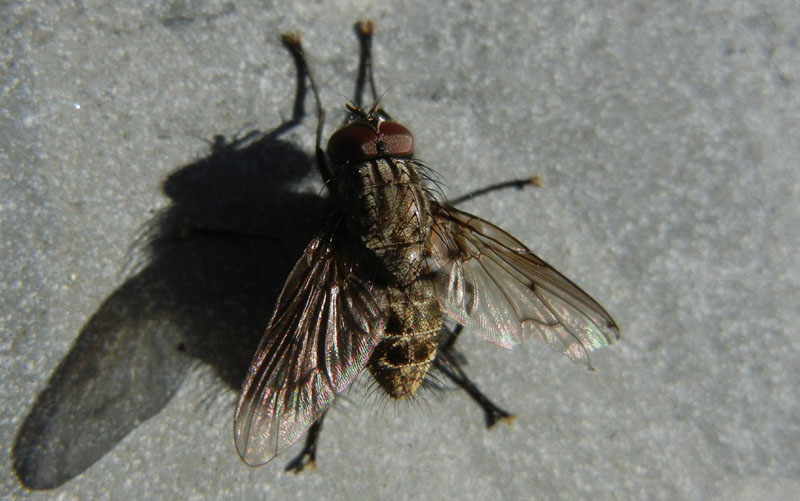Helina evecta/annosa....dal Trentino