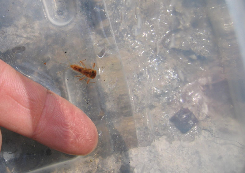 ninfa di Ecdyonurus sp. - Heptageniidae - da Cimone (TN)