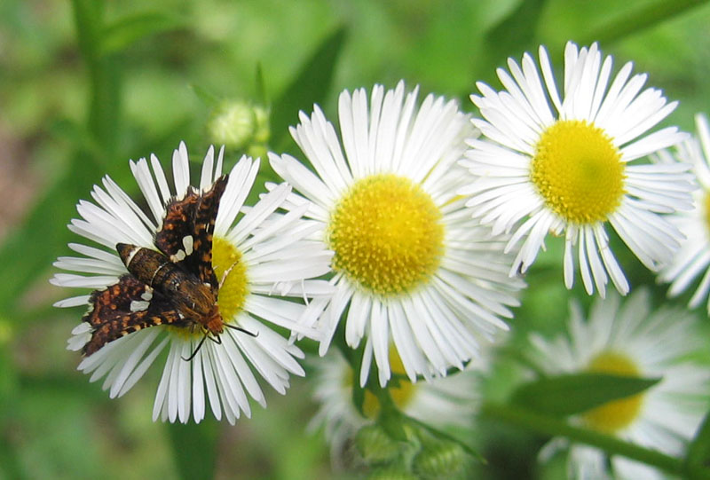 Thyris fenestrella - Thyrididae...........dal Trentino