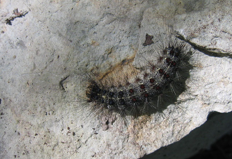 bruco: Lymantria dispar - Erebidae Lymantriinae........TN