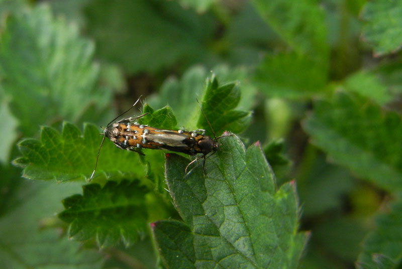 Pancalia leuwenhoekella - Cosmopterigidae.....dal Trentino