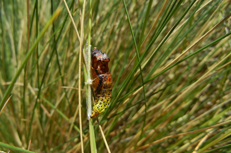 chi  stato l''occupante ? Aporia crataegi - Pieridae (TN)