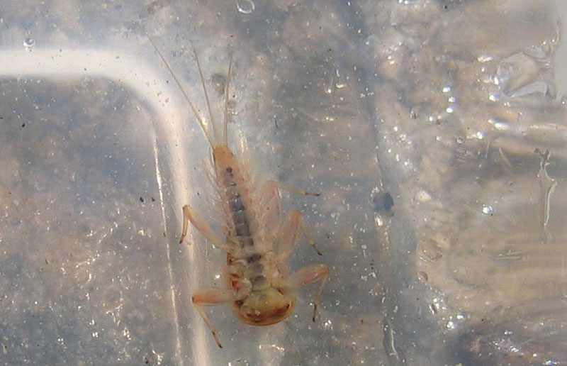 ninfa di Ecdyonurus sp. - Heptageniidae - da Cimone (TN)