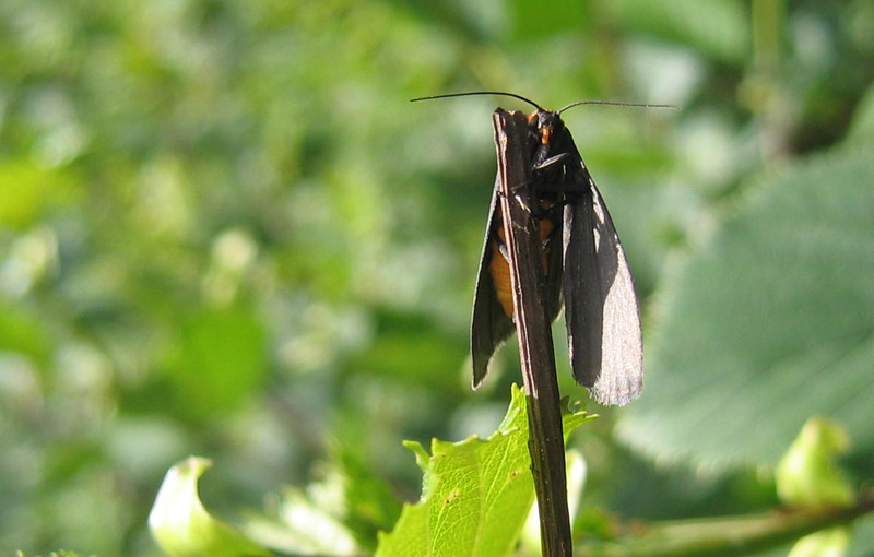 Atolmis rubricollis - Erebidae Arctiinae....dal Trentino A/A