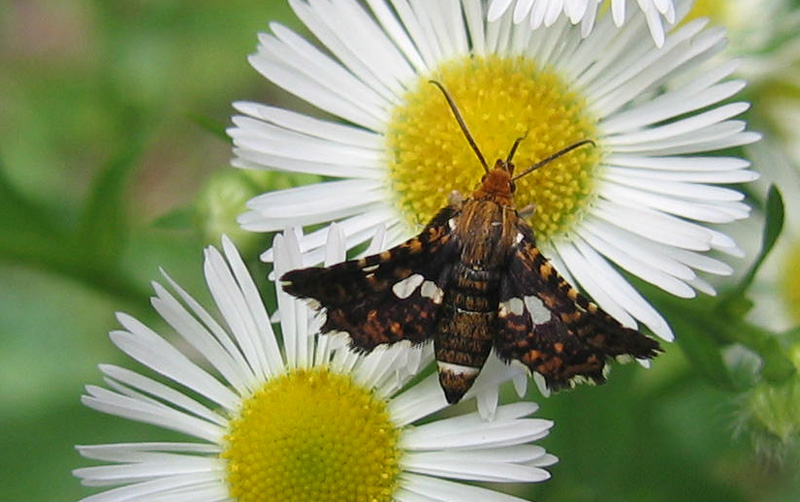 Thyris fenestrella - Thyrididae...........dal Trentino