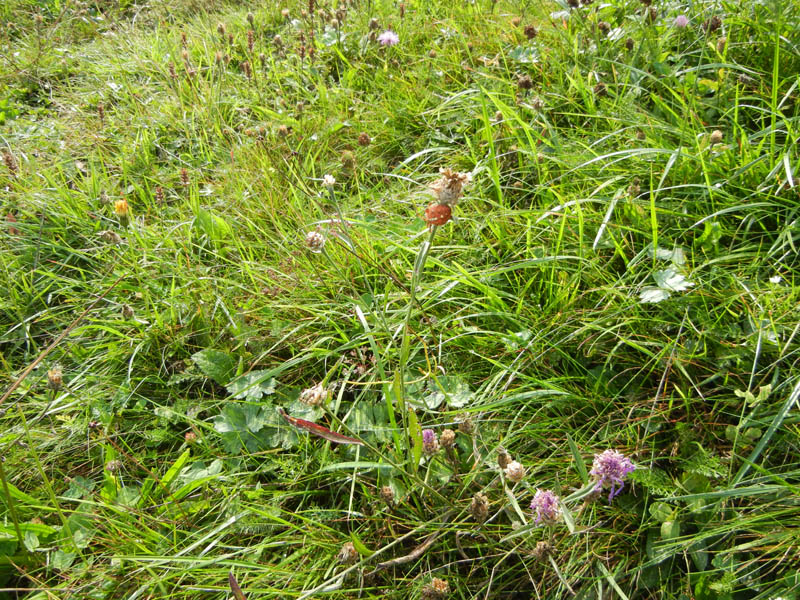 Araneus cf. pallidus