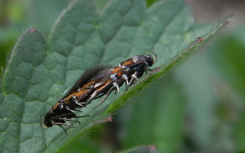 Pancalia leuwenhoekella - Cosmopterigidae.....dal Trentino