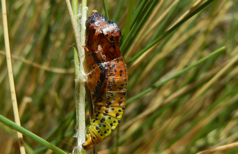 chi  stato l''occupante ? Aporia crataegi - Pieridae (TN)