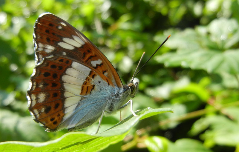 Limenitis camilla - Nymphalidae....dal Trentino