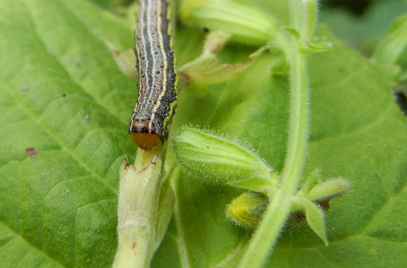 bruco: Pyrrhia umbra - Noctuidae.....dal Trentino