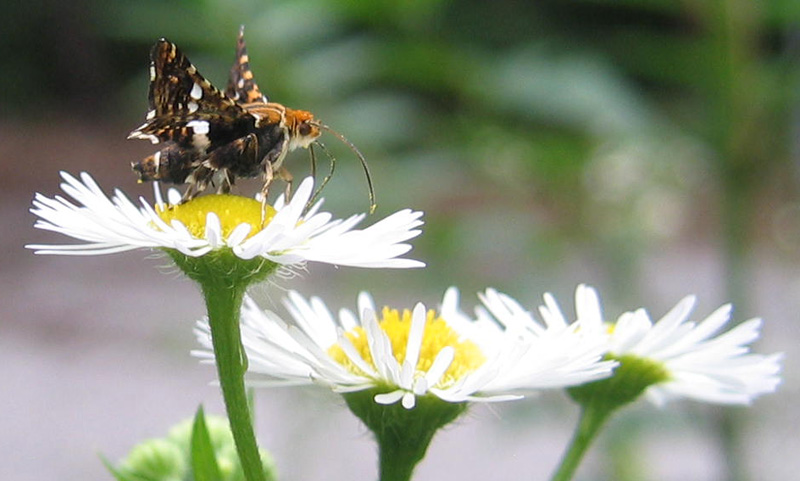 Thyris fenestrella - Thyrididae...........dal Trentino