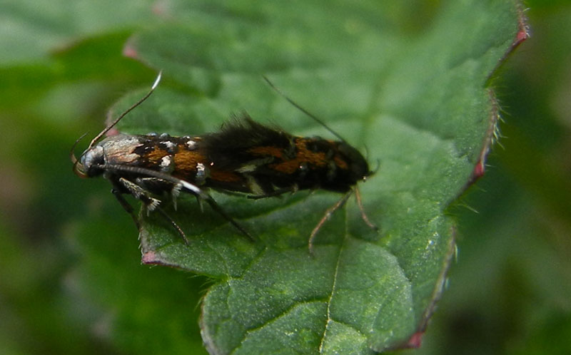 Pancalia leuwenhoekella - Cosmopterigidae.....dal Trentino