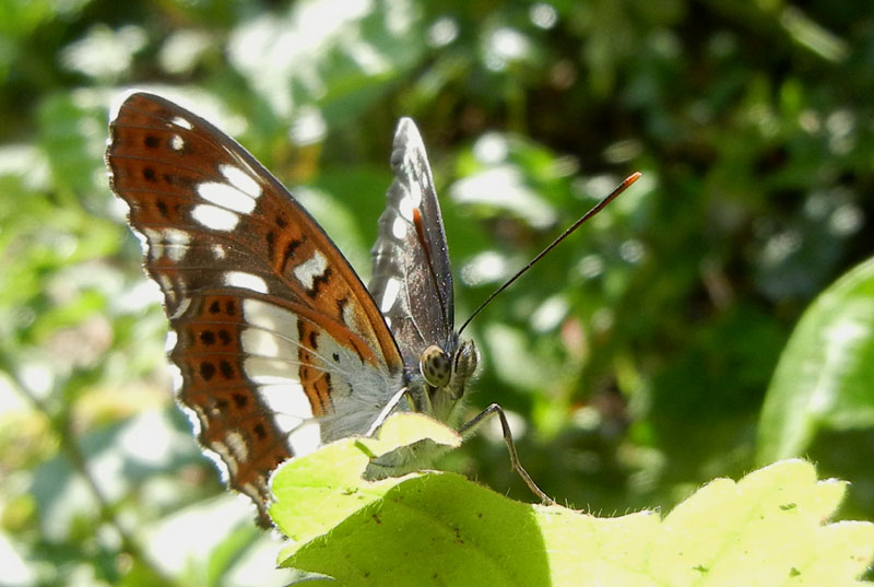 Limenitis camilla - Nymphalidae....dal Trentino