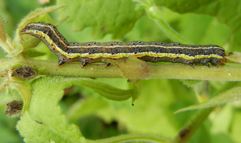 bruco: Pyrrhia umbra - Noctuidae.....dal Trentino