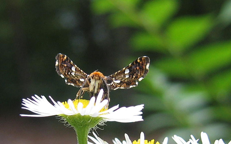 Thyris fenestrella - Thyrididae...........dal Trentino