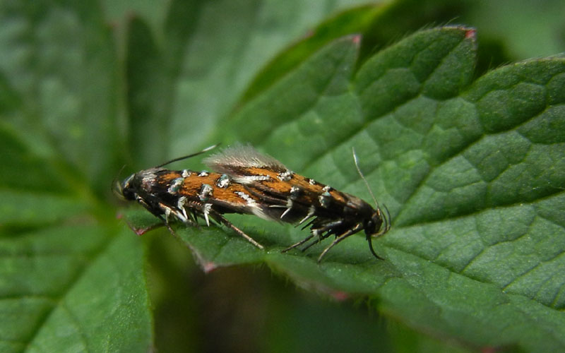 Pancalia leuwenhoekella - Cosmopterigidae.....dal Trentino