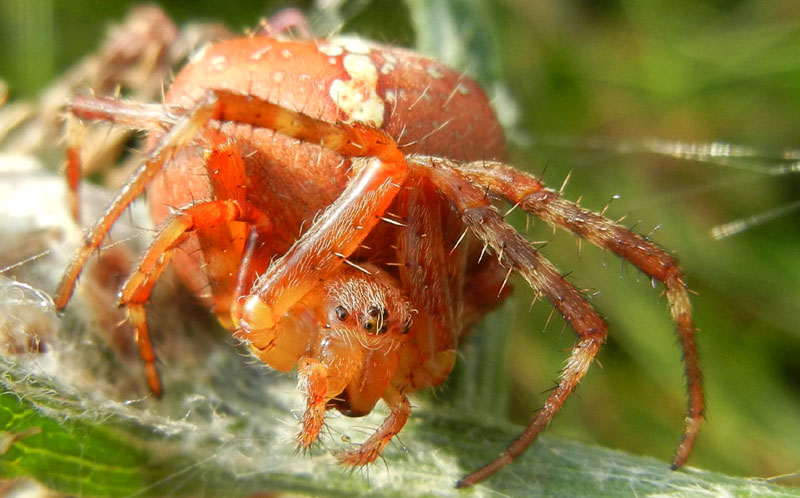 Araneus cf. pallidus
