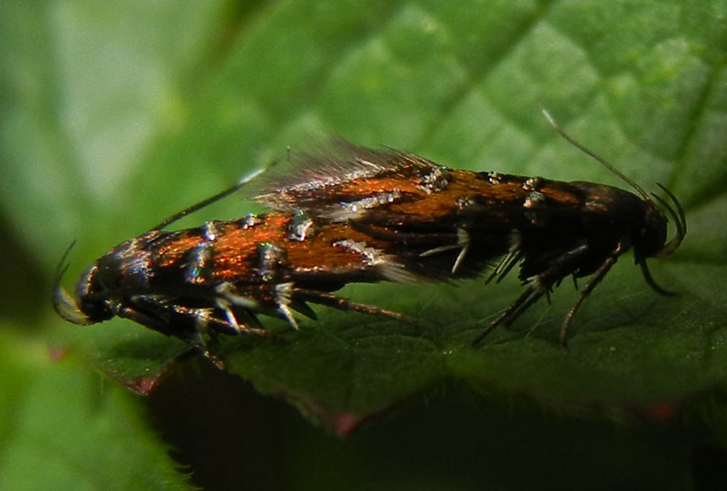 Pancalia leuwenhoekella - Cosmopterigidae.....dal Trentino